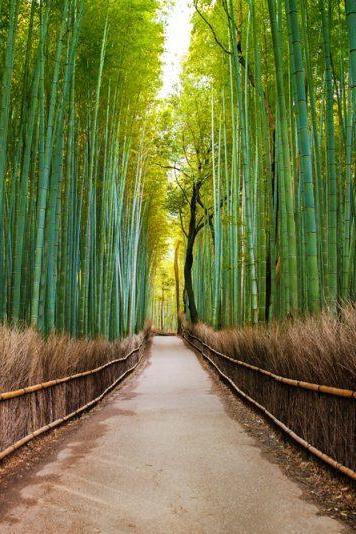 Arashiyama Bamboo Forest